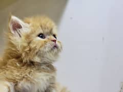 persian kittens