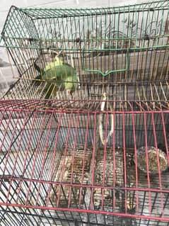 Khata partot