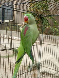 KASHMIRI RAW PARROT PAIR