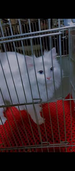 Attractive and cute playful Persian cat