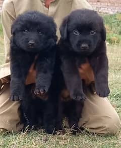German Shepherd puppies for sale