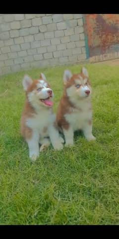 Pedigree Siberian Husky puppies | Woolly Coat husky | Husky puppy