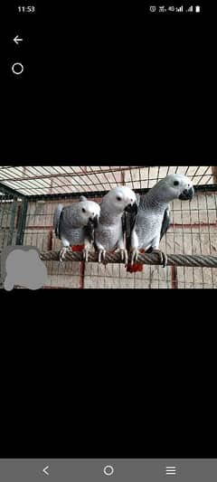 African Gray parrot chick's