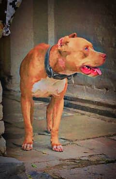 Dog
