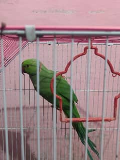 red tail parrot talking