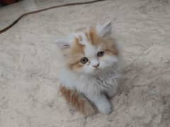 Cute