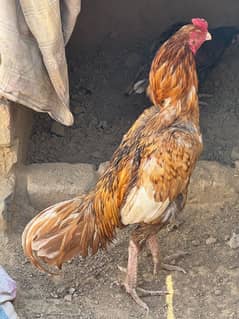 Peela Murga For Urgent Sale. . 03331589451