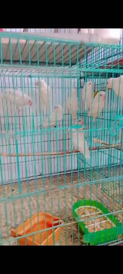 albino black eye breeder pair