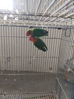 fisher lovebirds