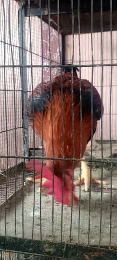 Murga