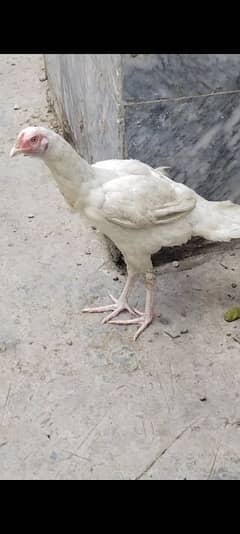 Paper