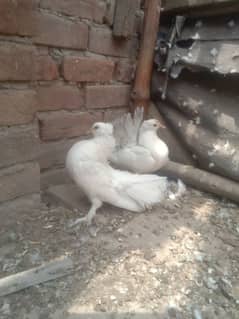 kaboter