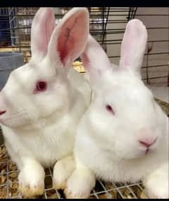 White redeyes rabbit 100℅breeder pair