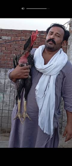 king Shamo chiks 03234073320