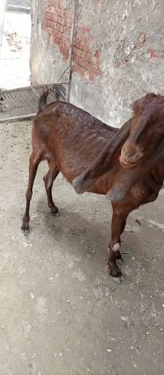 nagra