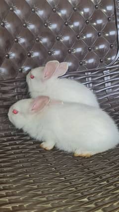 red eyes rabbits full active