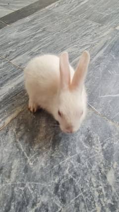 red eyes rabbits full active