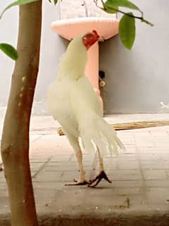 Heera murga for sale