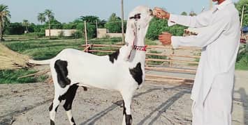 gulabi
