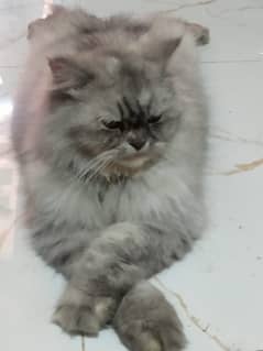 Persian Cat and name is fany. .