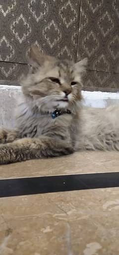 Persian cat punch face