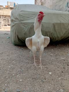 Heera aseel Male breeder for sale available hai