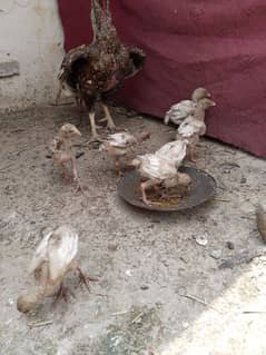 shajra and jawa pair chicks 03436602706