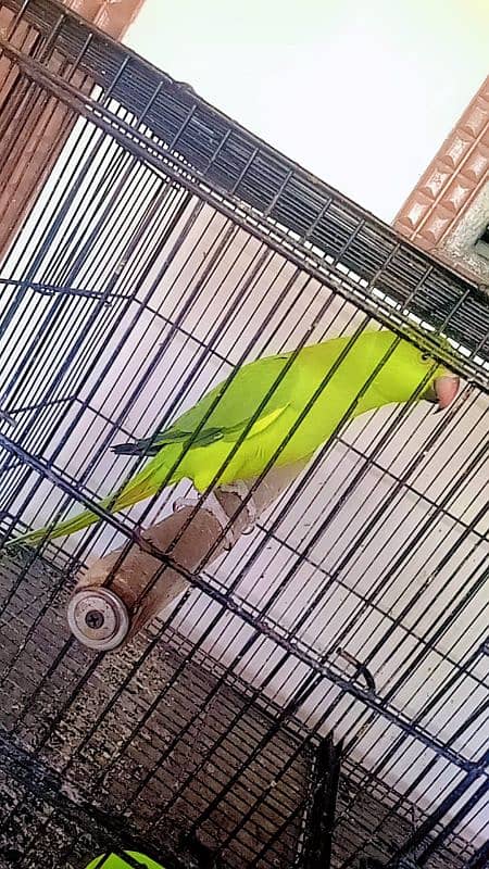 Budgie pair and female parrot 1