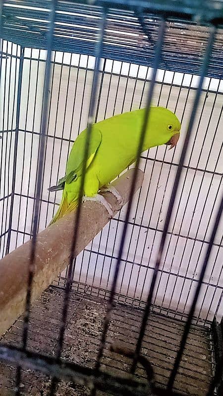 Budgie pair and female parrot 2