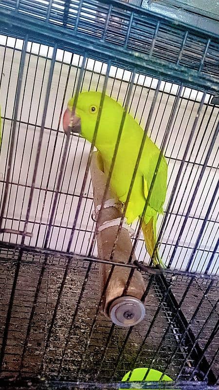 Budgie pair and female parrot 3