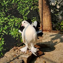 Young English Fancy Fantail Pigeons for Sale