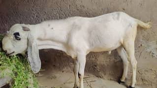 Qurbani 2025 Desi 2 Bakray Ghar k palay