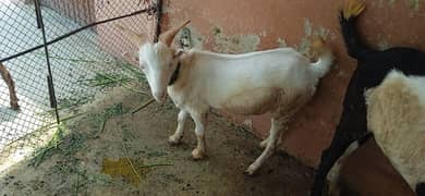 Goat for sale