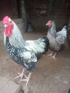 Silver laced wyandotte breeder trio set