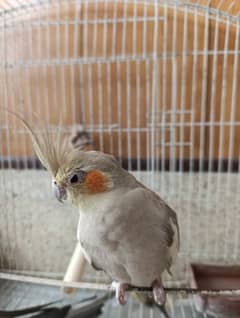 Cockateil Female - 2 years