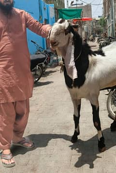 Bakra 4 dant