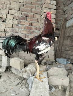 Mianwali