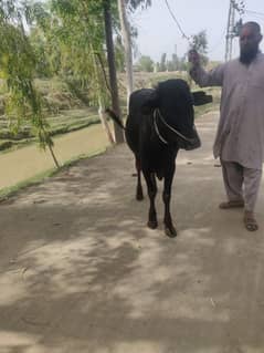quarbani bull . 03149696726
