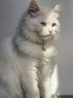 male kitten 6 months for sale