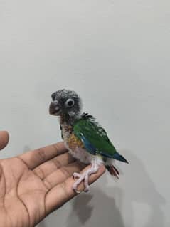Conure