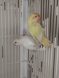 Albino