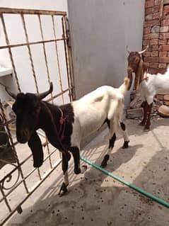 Bakra