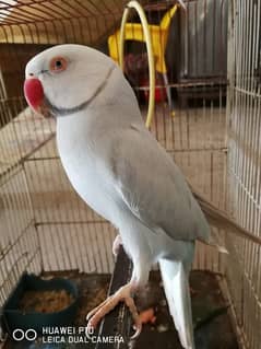 Taking parrot