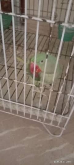 kashmiri pair of parrots