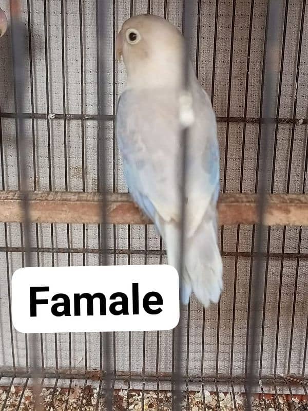 pastel blue split ino breeder Female 0