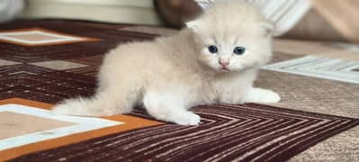 Persian