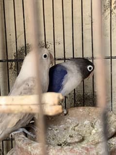 Cocktail pair + love bird pair