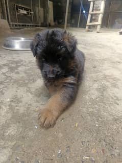GSD