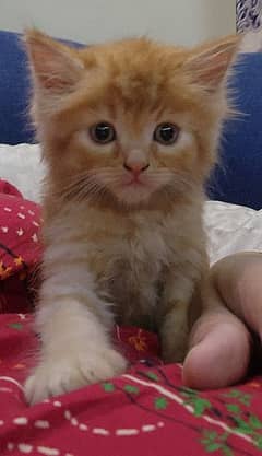 Persian