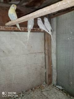 Red eyes 2 breeder pair